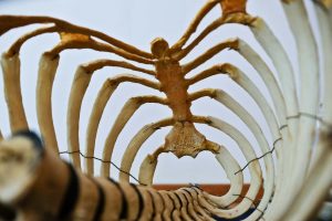 Séance d'ostéopathie pour soulager la scoliose chez un patient