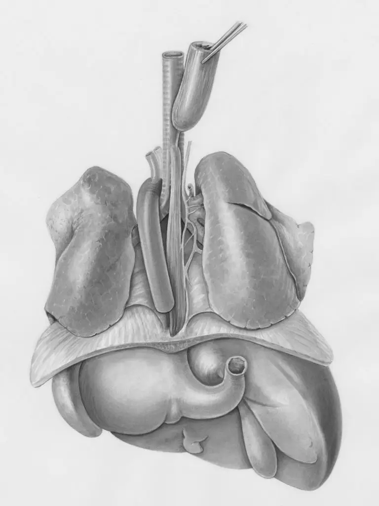 Traitement ostéopathique du reflux gastrique